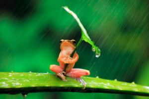 frog-with-an-umbrella